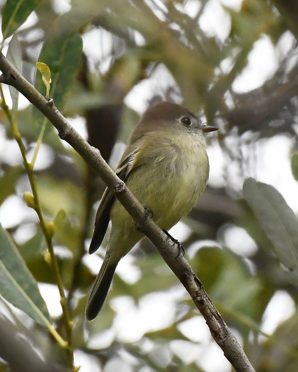 Hammond's Flycatcher - ML643303065