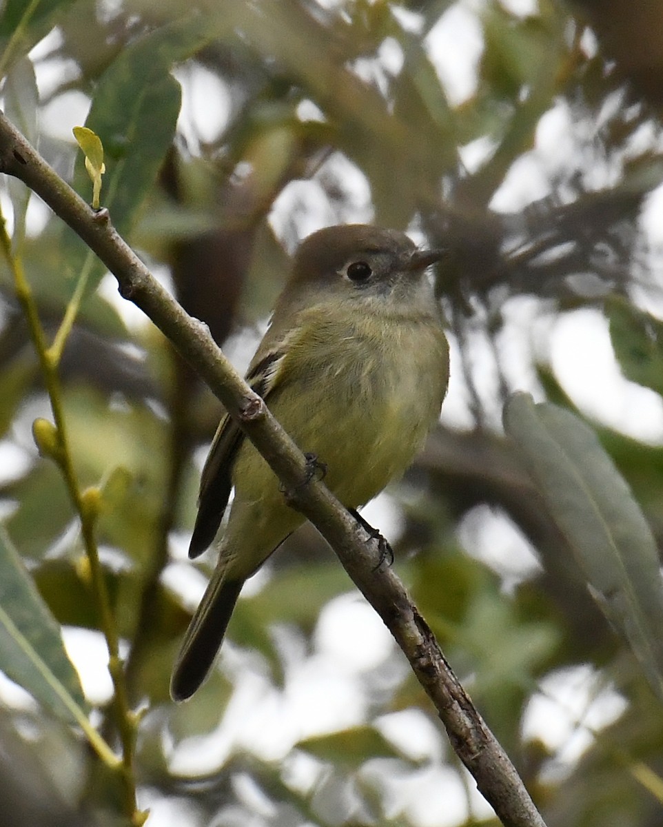 Hammond's Flycatcher - ML643303066