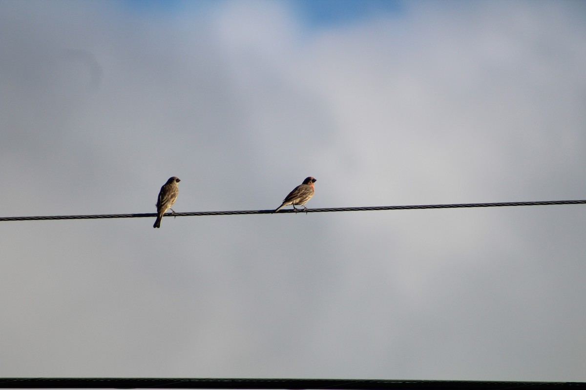 House Finch - ML643303090