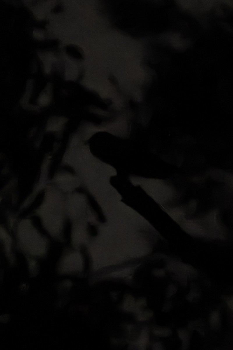 Mexican Whip-poor-will - ML643303091