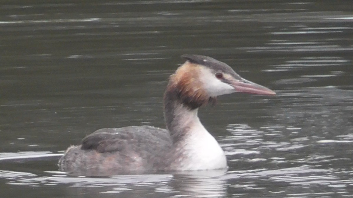 Haubentaucher - ML643303110