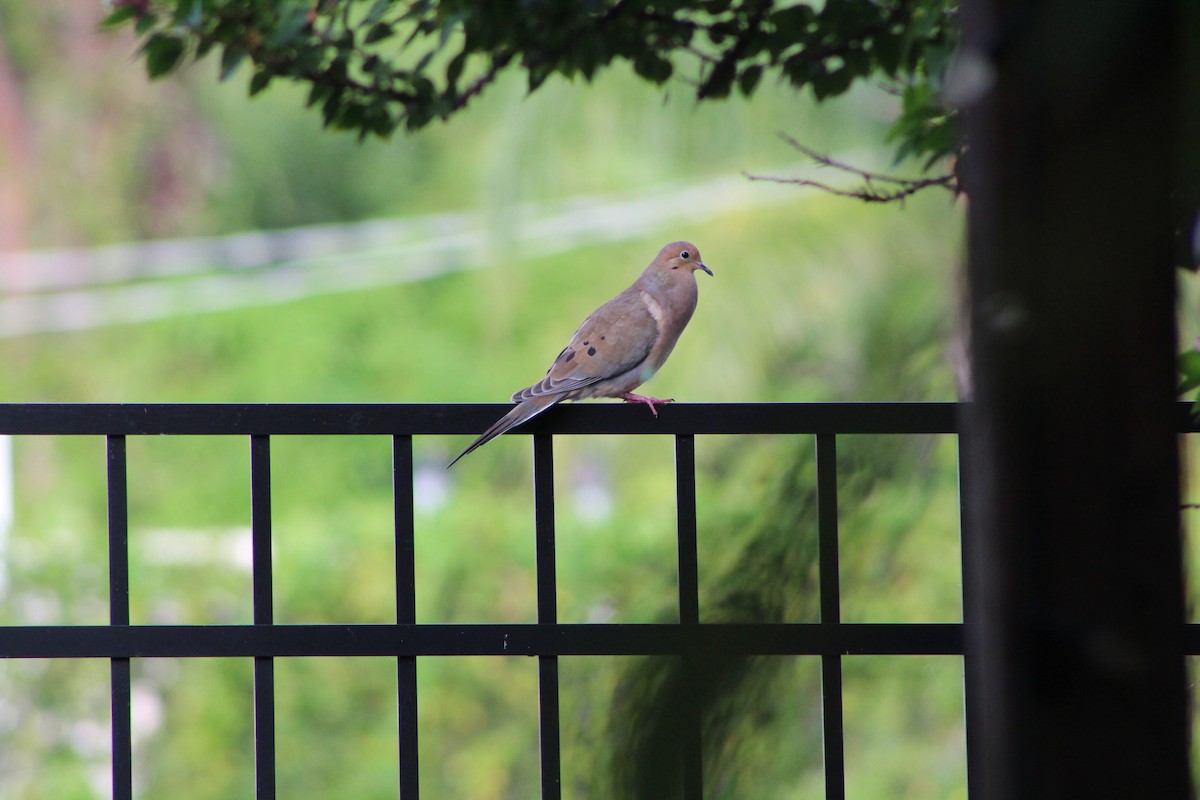 Mourning Dove - ML643303120