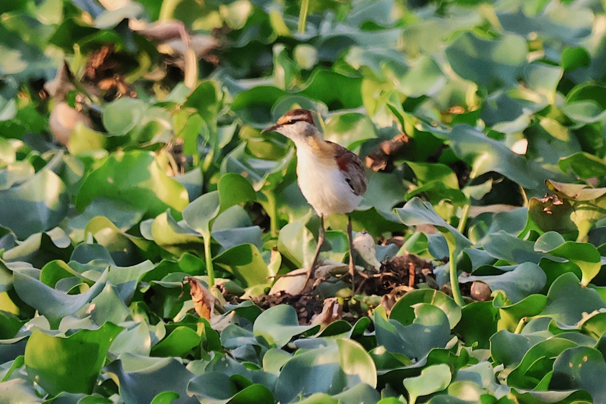 Lesser Jacana - ML643303123