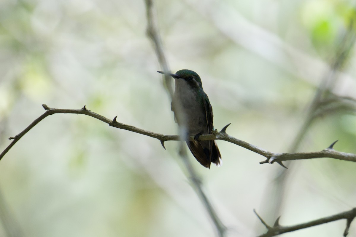 Western Emerald - ML643303127