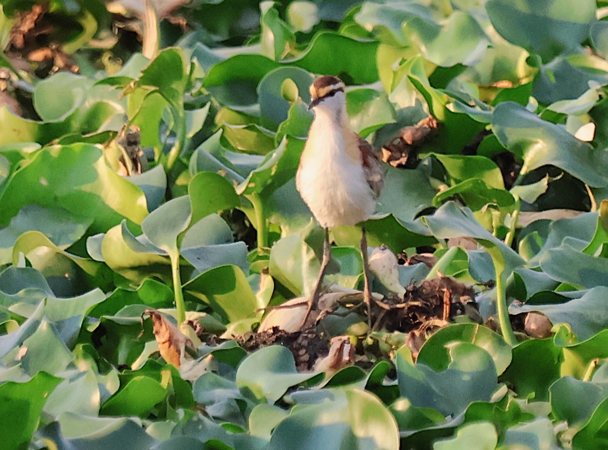 Lesser Jacana - ML643303131