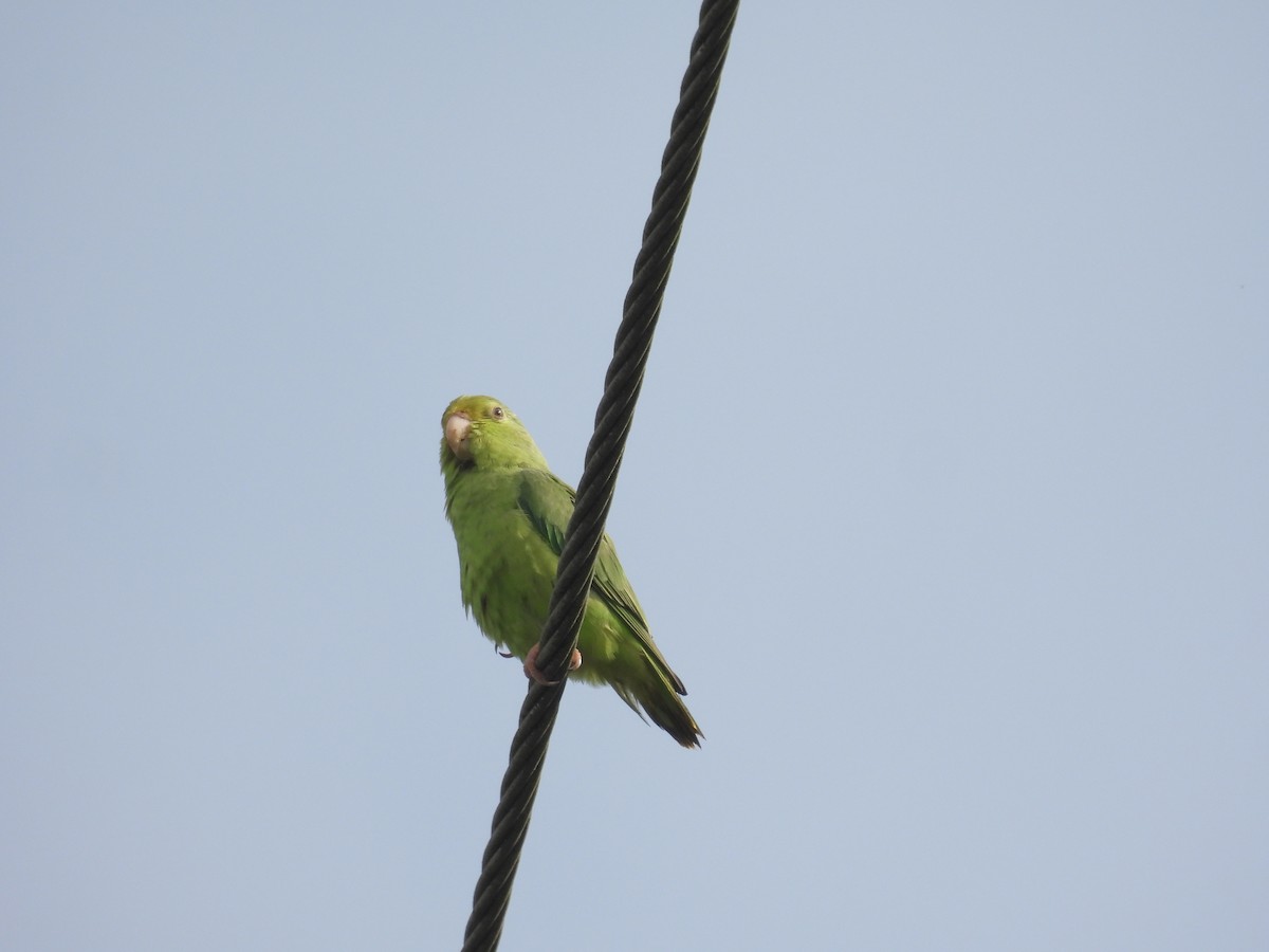 Cotorrita Aliturquesa - ML643303134