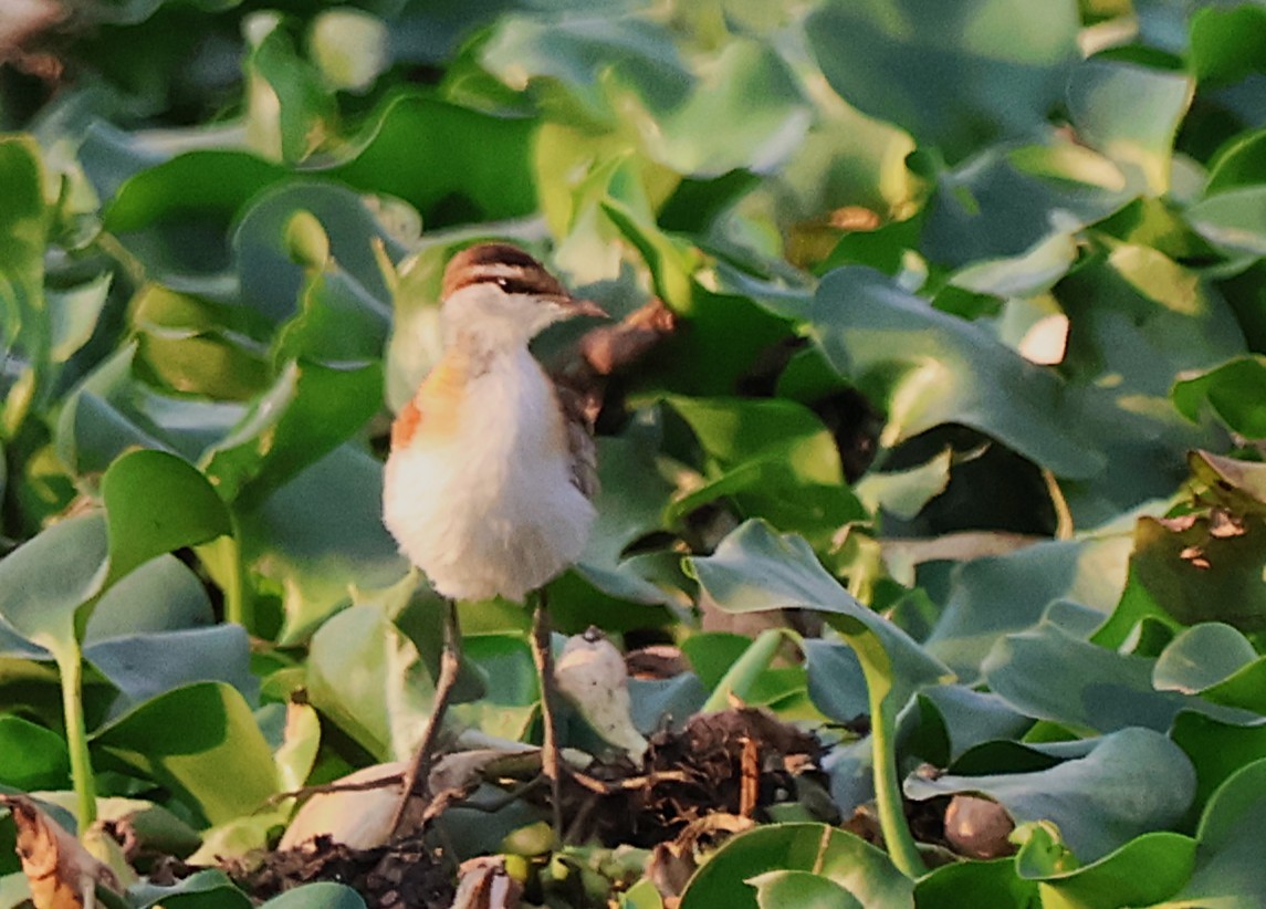 Lesser Jacana - ML643303147