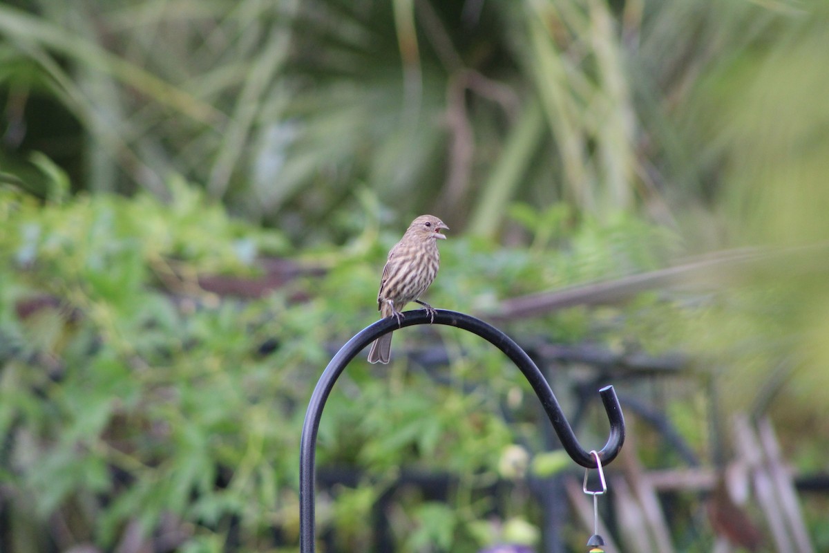 House Finch - ML643303150