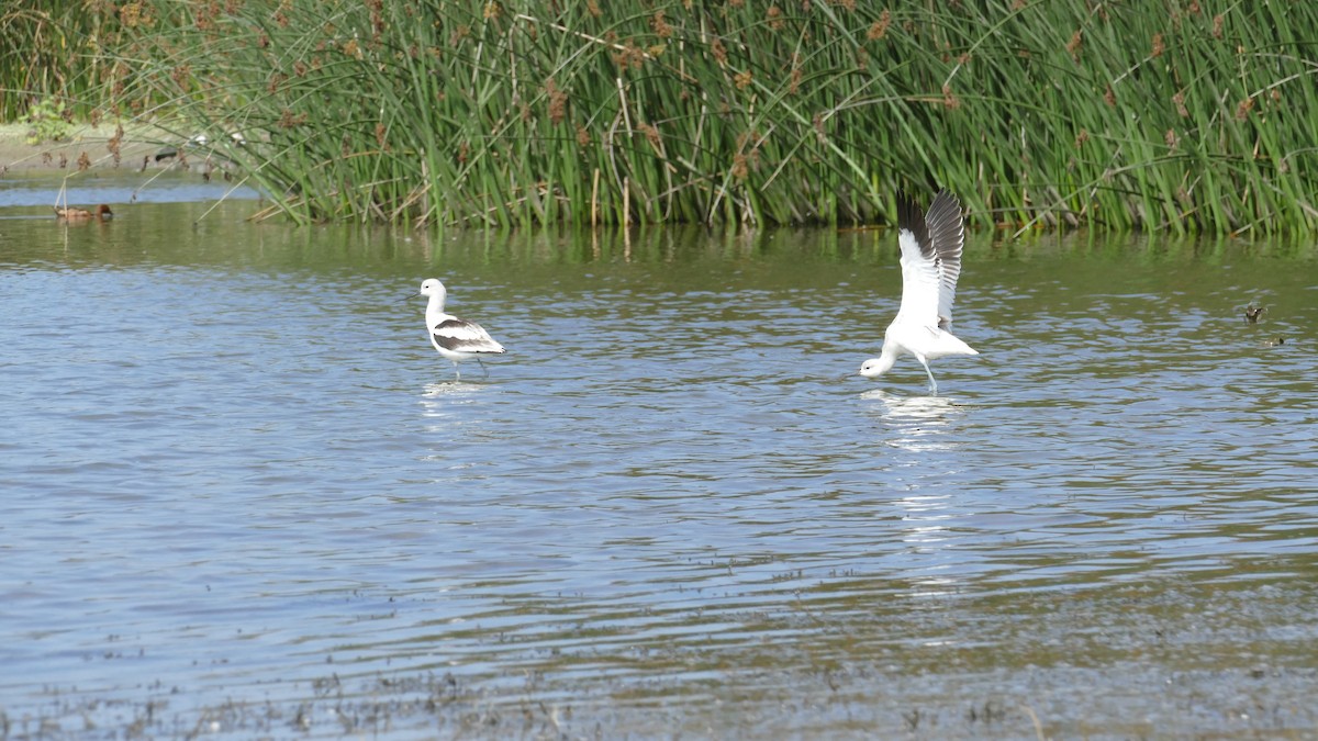 American Avocet - ML643303153