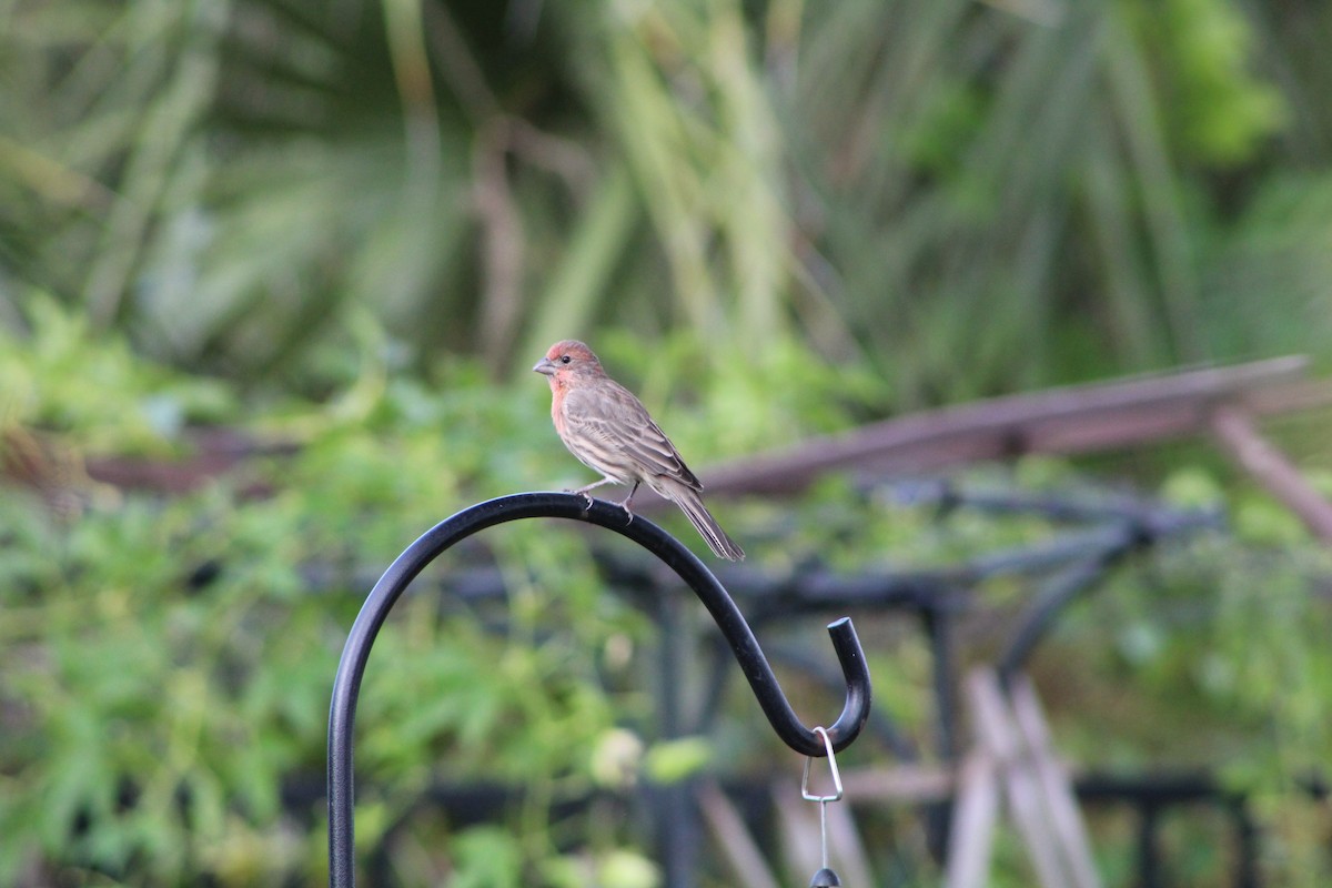 House Finch - ML643303174