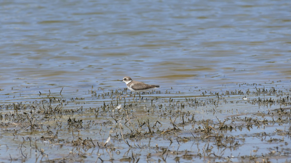 Semipalmated Plover - ML643303178