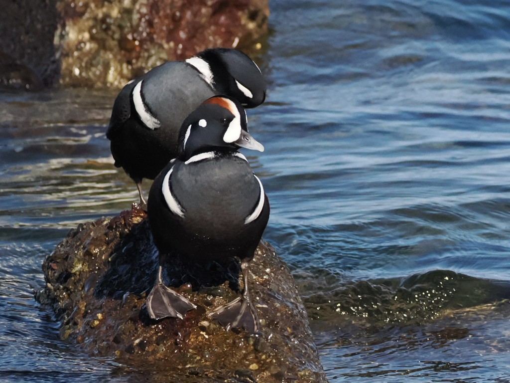 Harlequin Duck - ML643303179