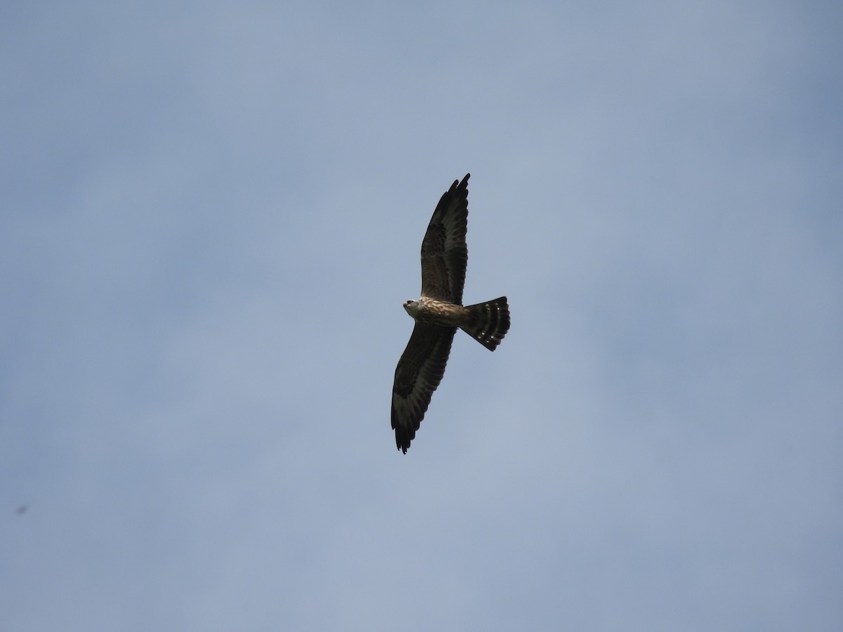 Mississippi Kite - ML643303183