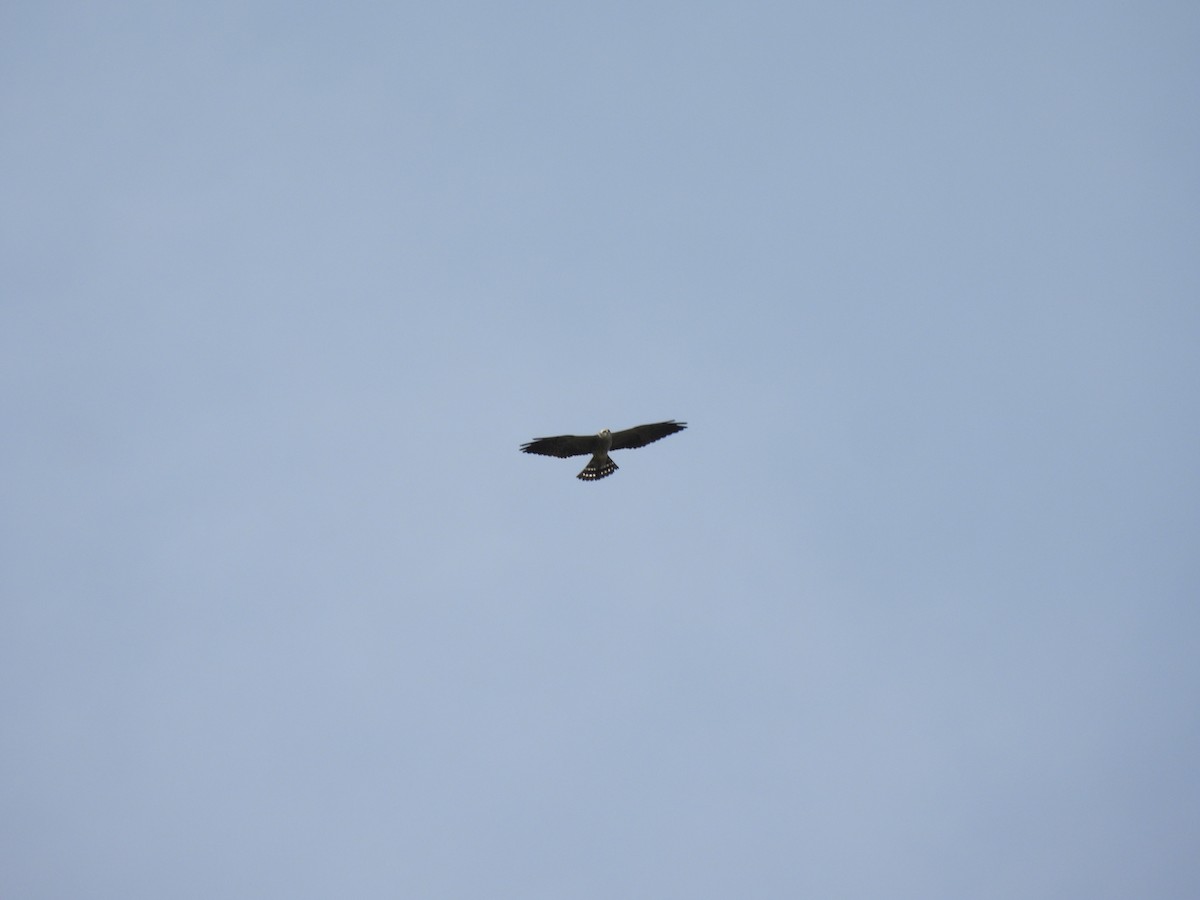 Mississippi Kite - ML643303184