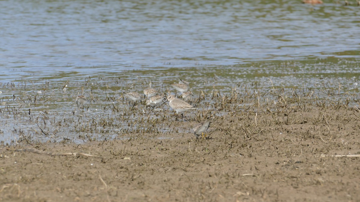 Dunlin - ML643303200