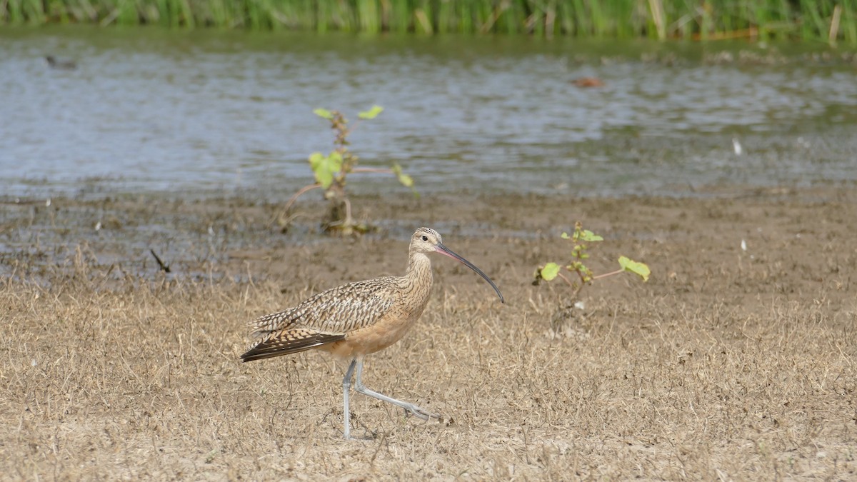 Long-billed Curlew - ML643303218