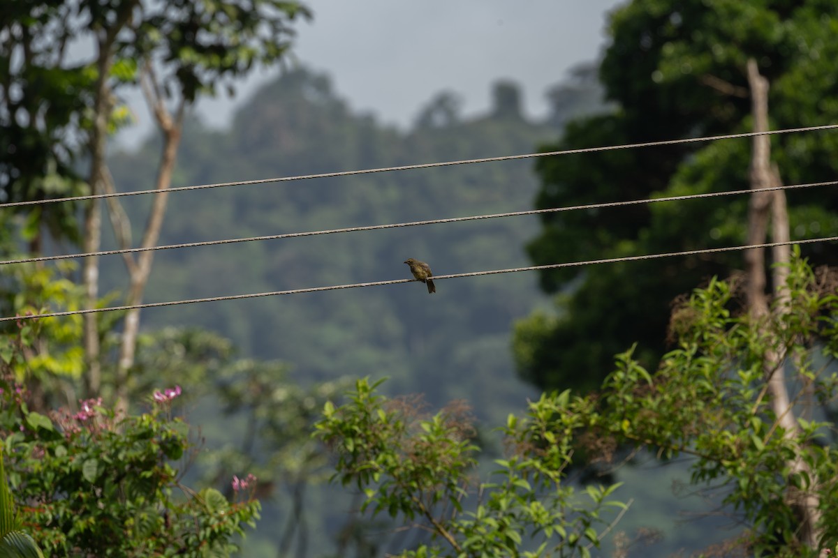 Cinnamon-bellied Saltator - ML643303241