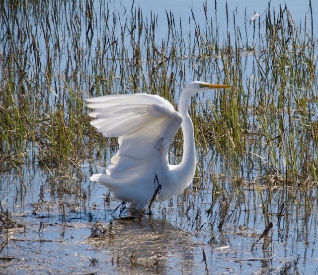 Great Egret - ML643303245