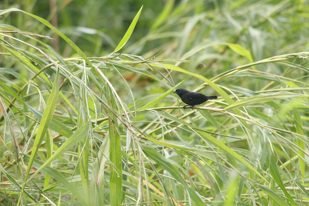 Blue-black Grassquit - ML643303268