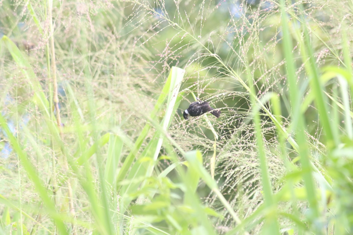 Variable Seedeater - ML643303269
