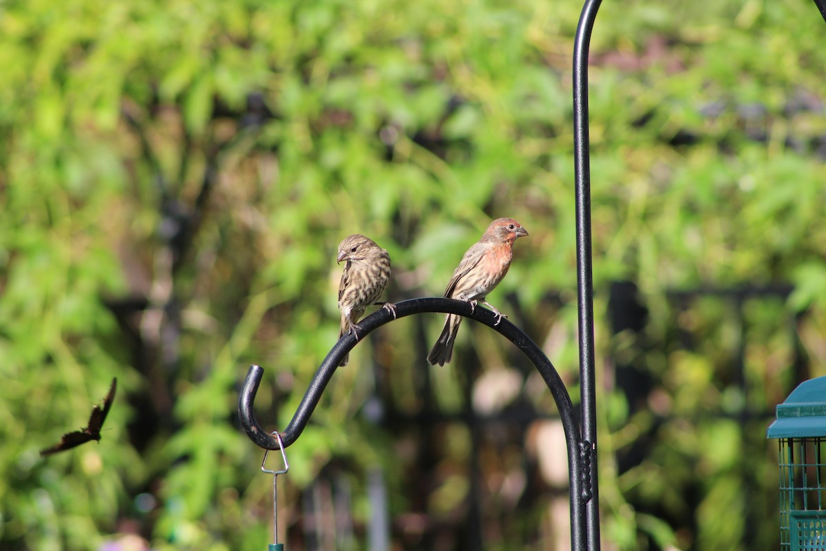 House Finch - ML643303273