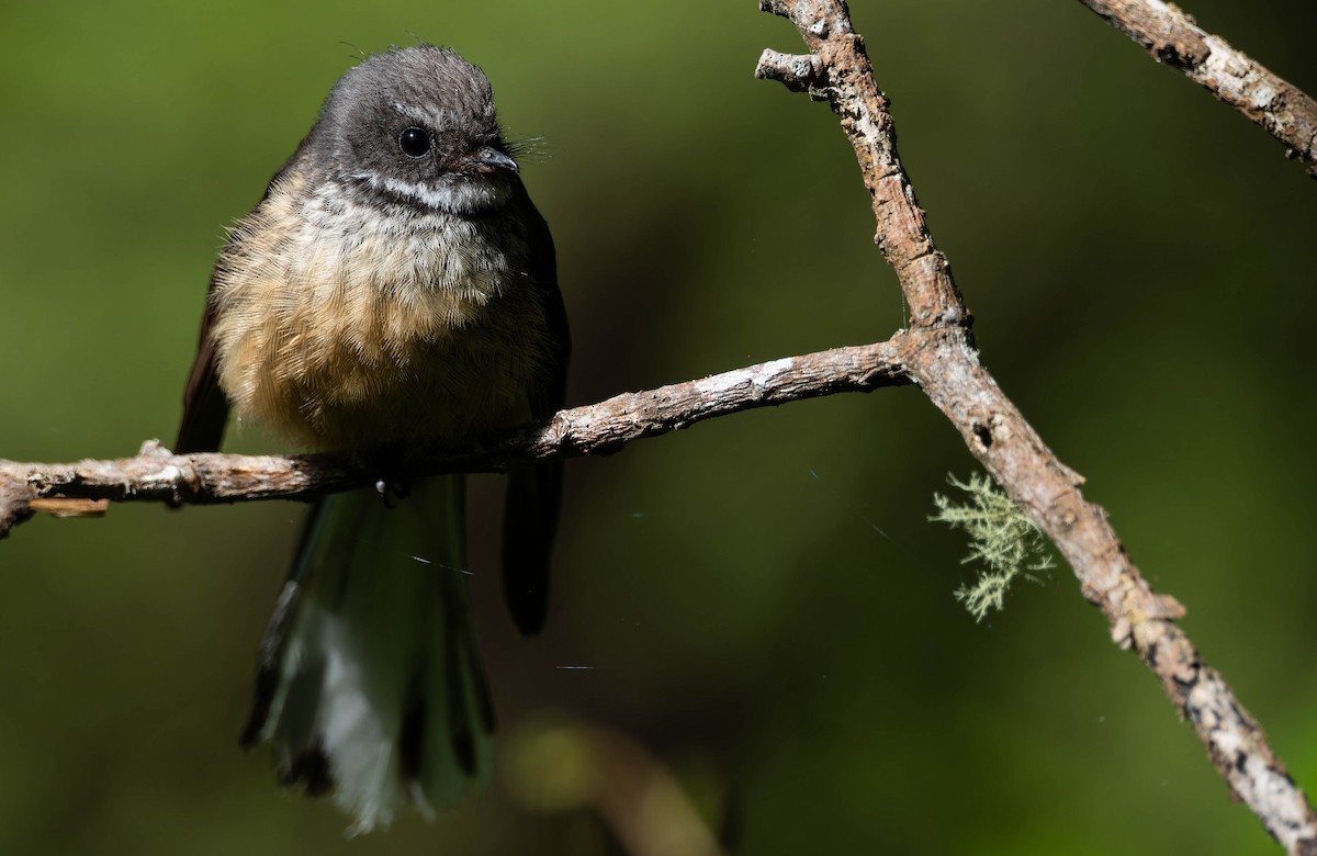 New Zealand Fantail - ML643303293