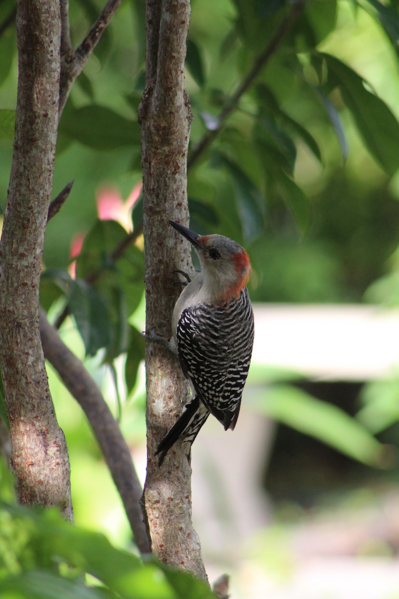 Red-bellied Woodpecker - ML643303317