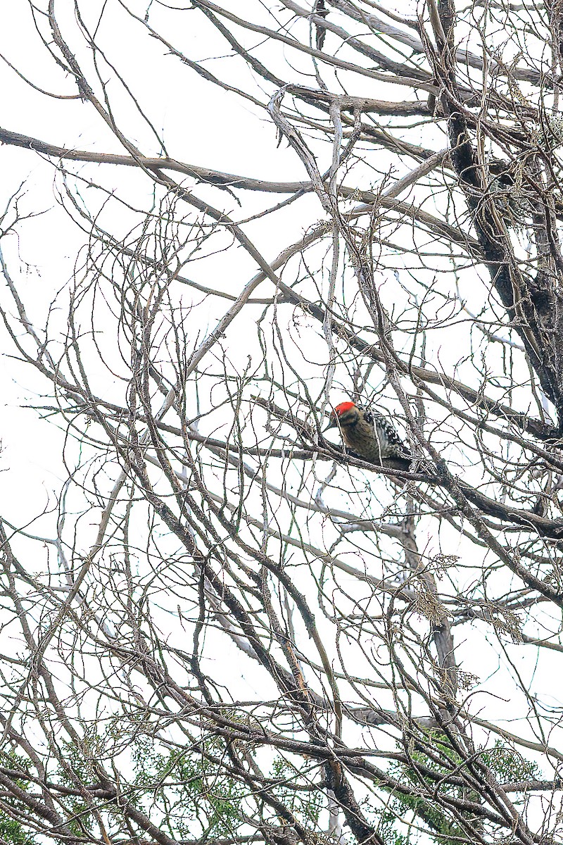Ladder-backed Woodpecker - ML643303323