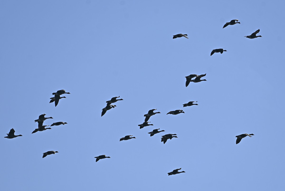 Canada Goose - ML643303325