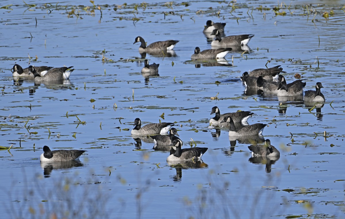 Canada Goose - ML643303327