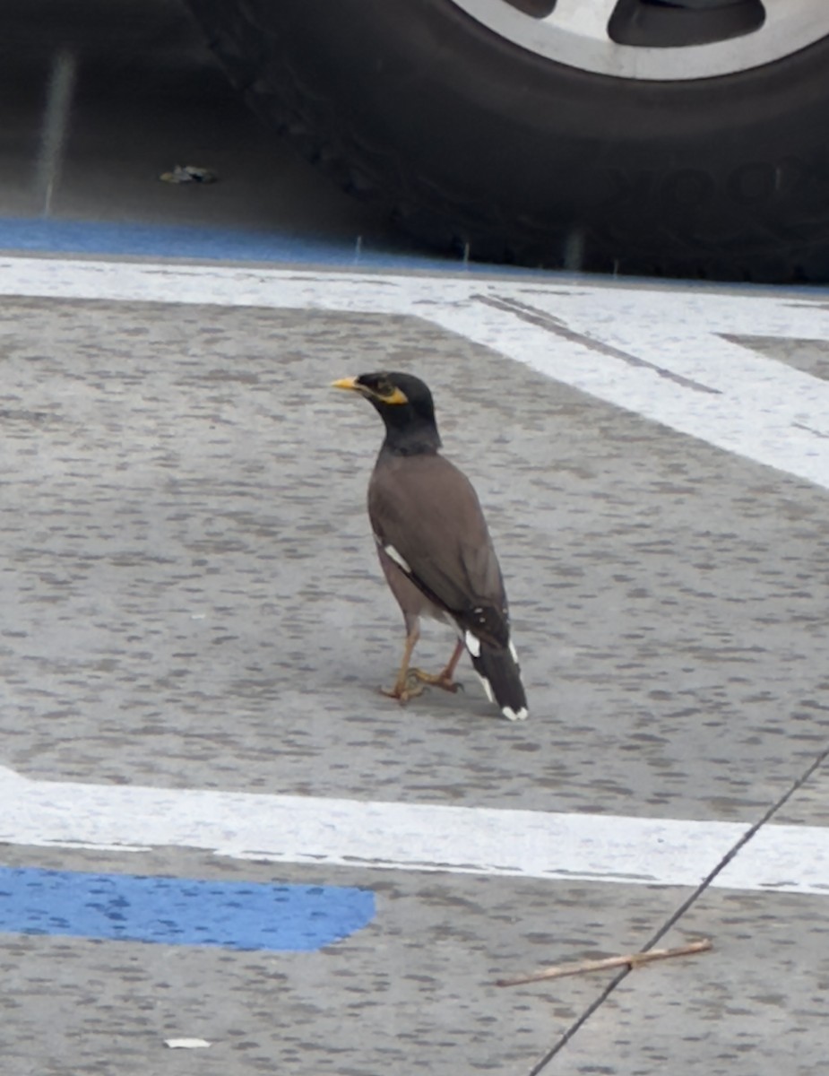 Тольт бор тодол - ML643303328