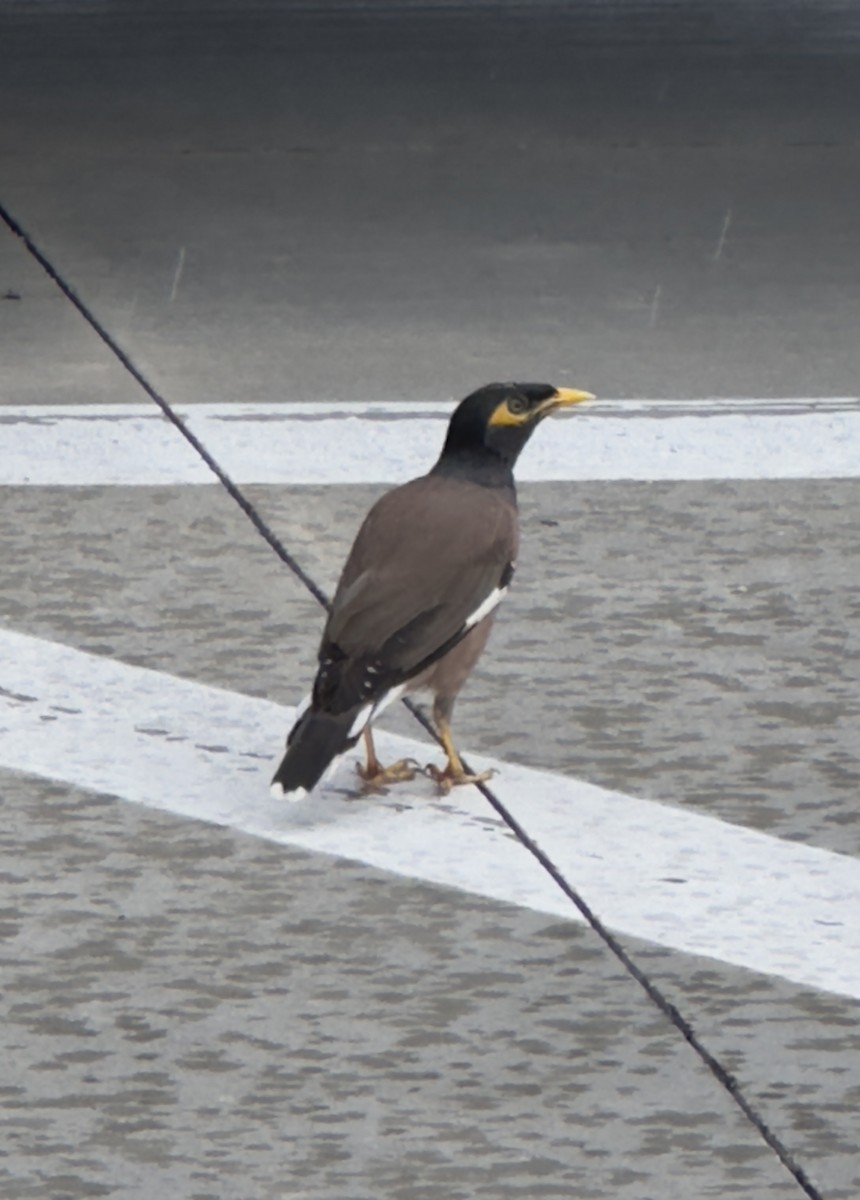 Тольт бор тодол - ML643303329