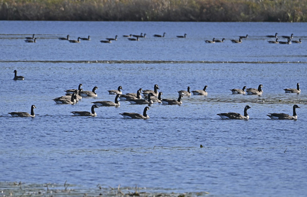 Canada Goose - ML643303330