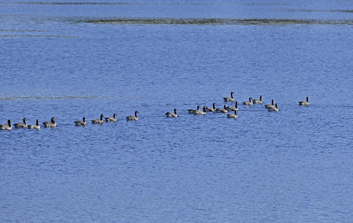 Canada Goose - ML643303331
