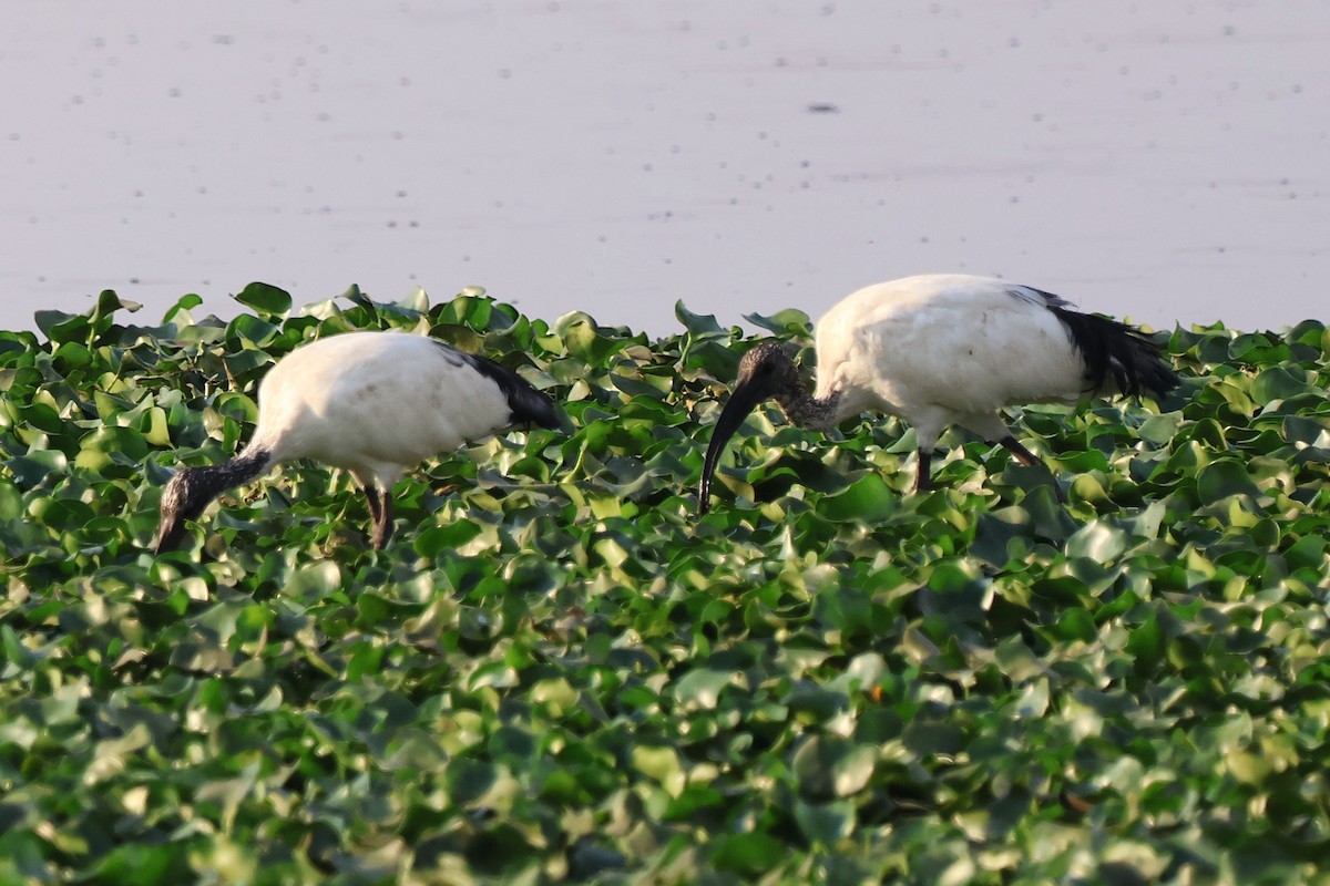 ibis posvátný - ML643303332