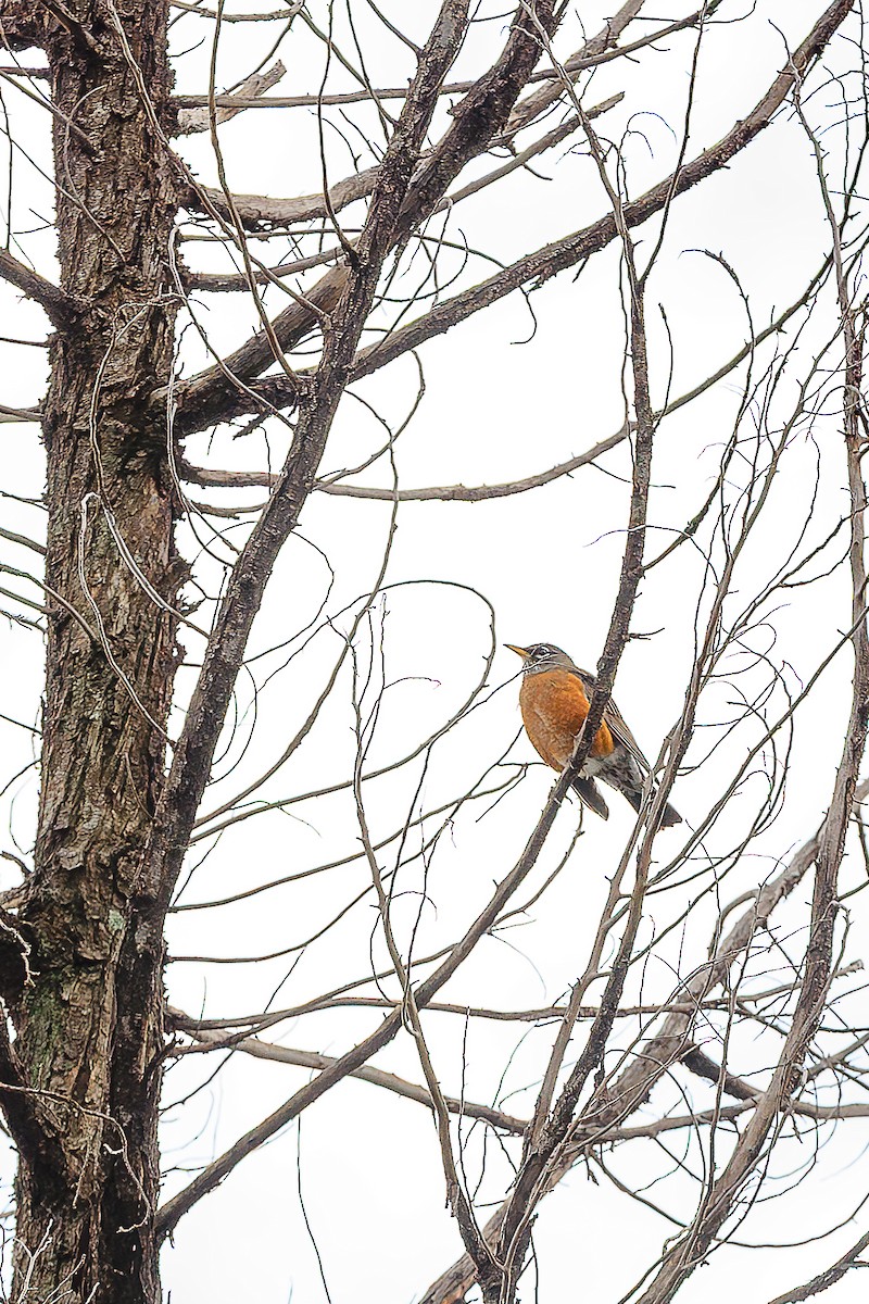 American Robin - ML643303339