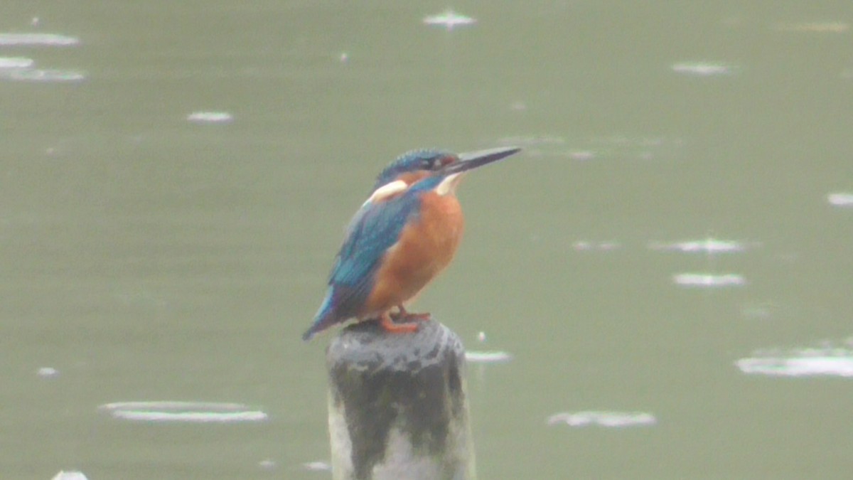 Eisvogel - ML643303365