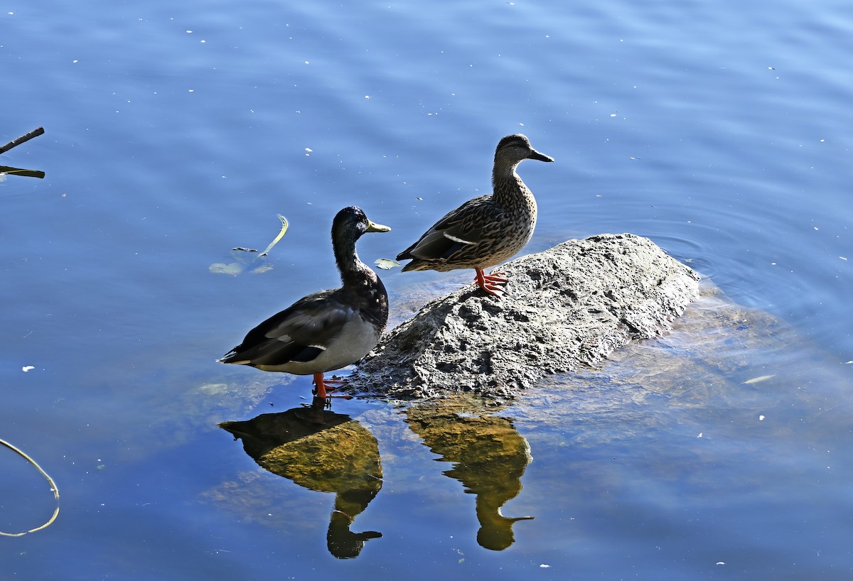 Mallard - ML643303370