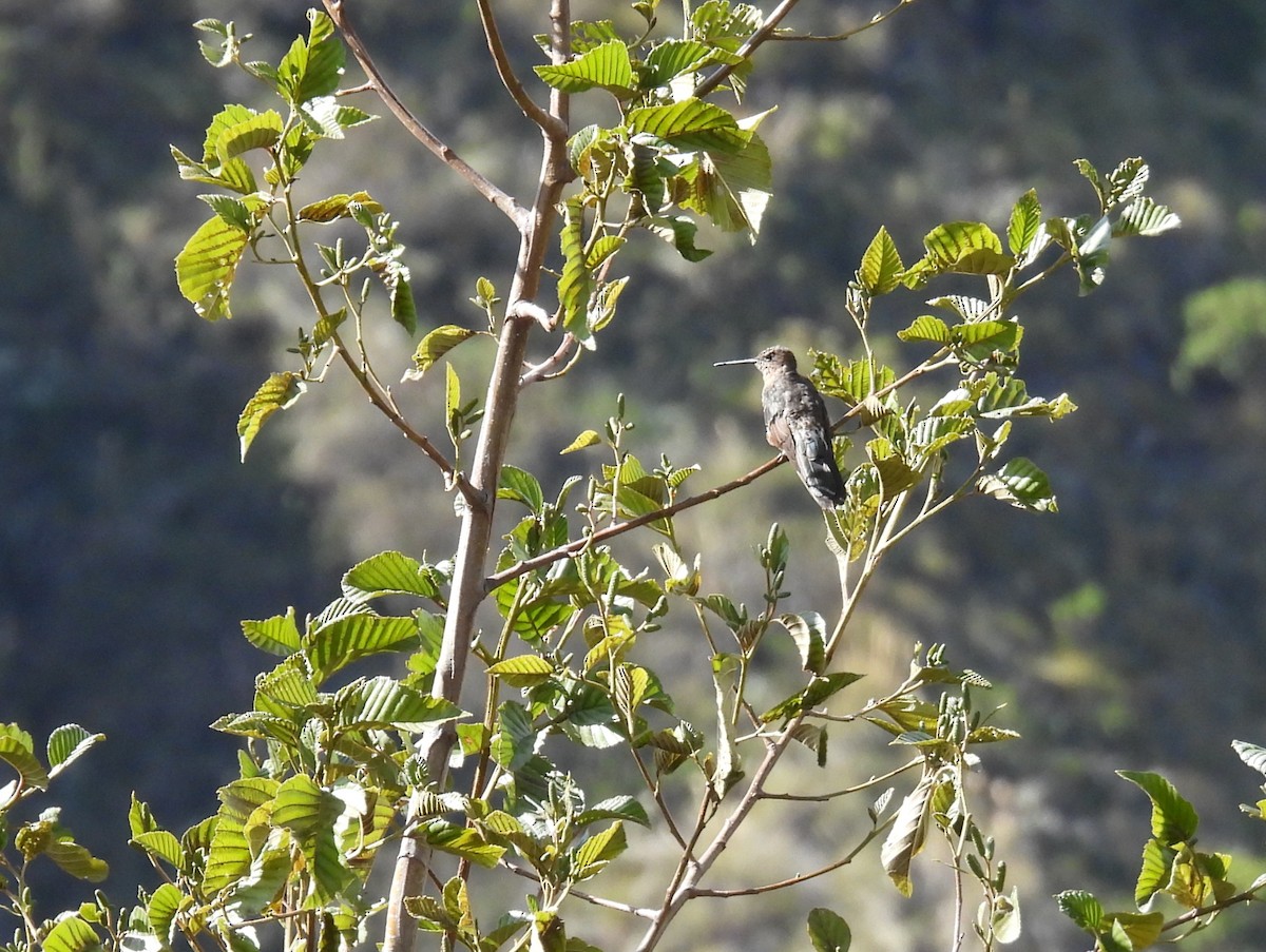 Giant Hummingbird - ML643303371