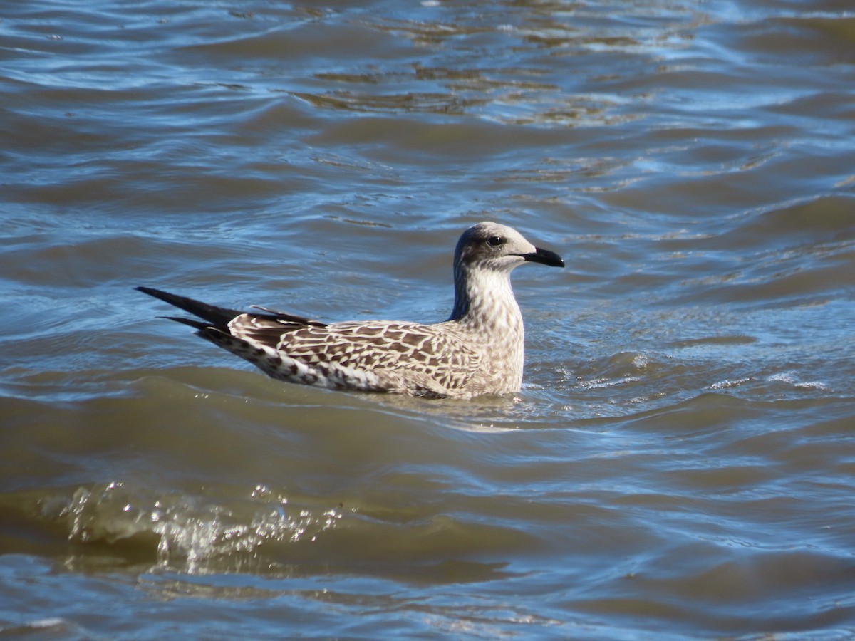 Kaio iluna - ML643303378