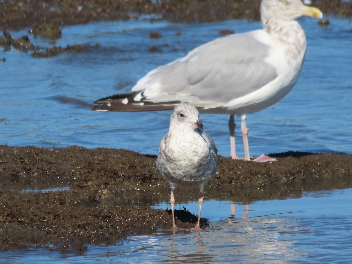 Delawareko kaioa - ML643303381