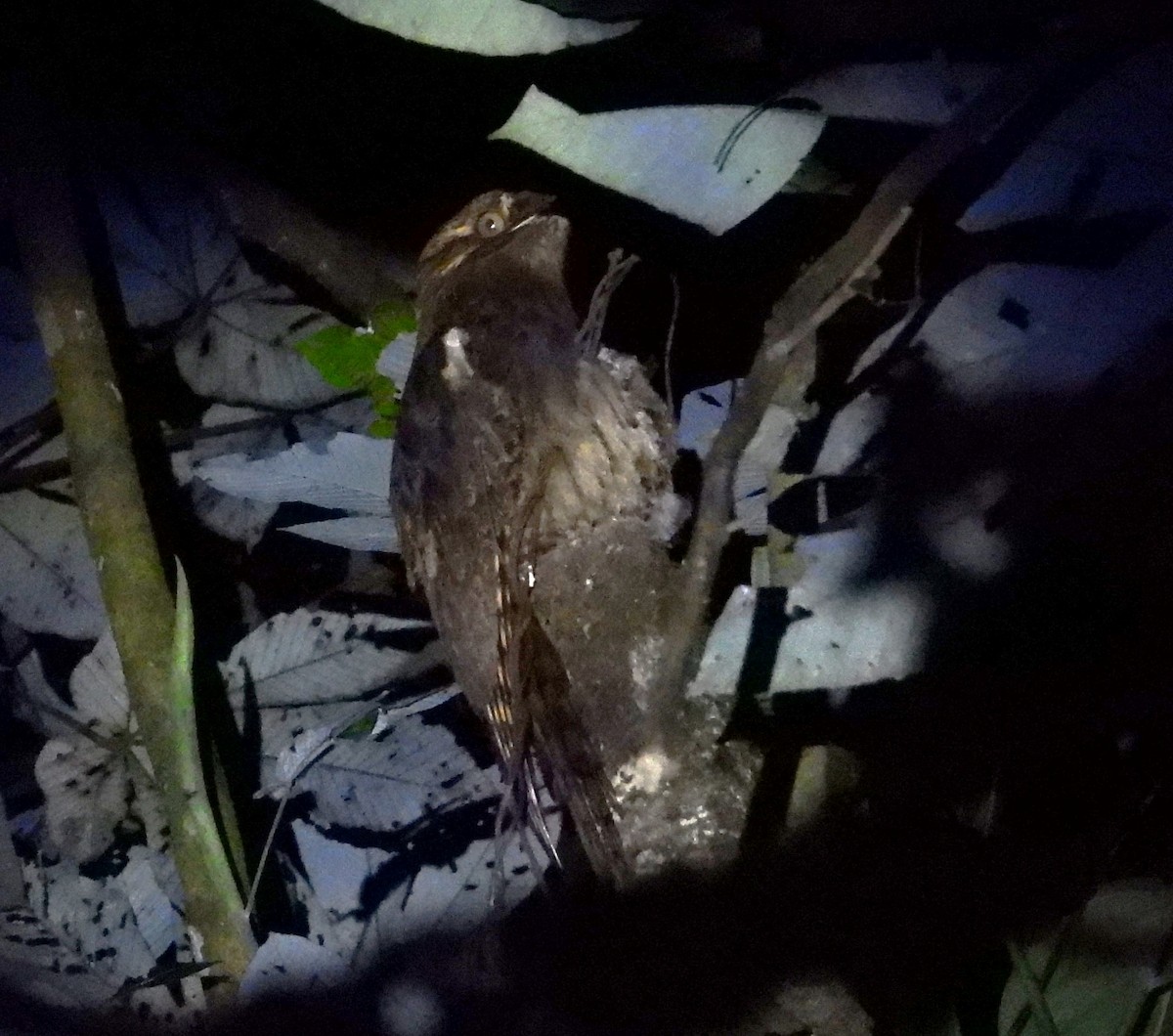 Поту довгохвостий - ML643303389