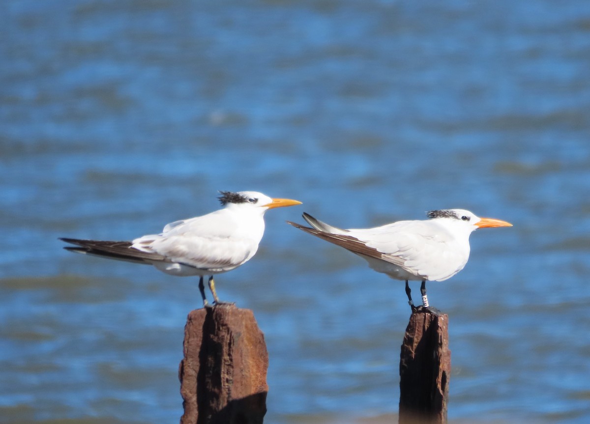 Txenada handi amerikarra - ML643303391
