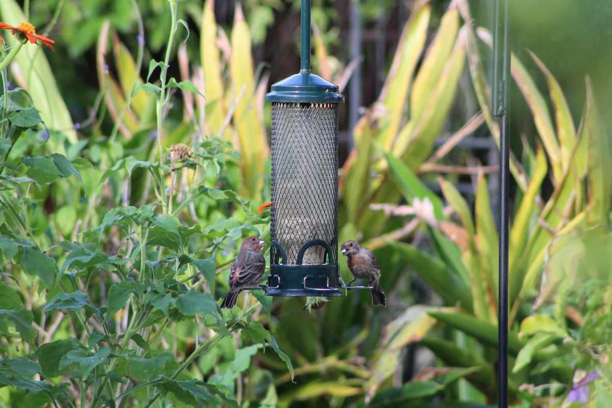 House Finch - ML643303392