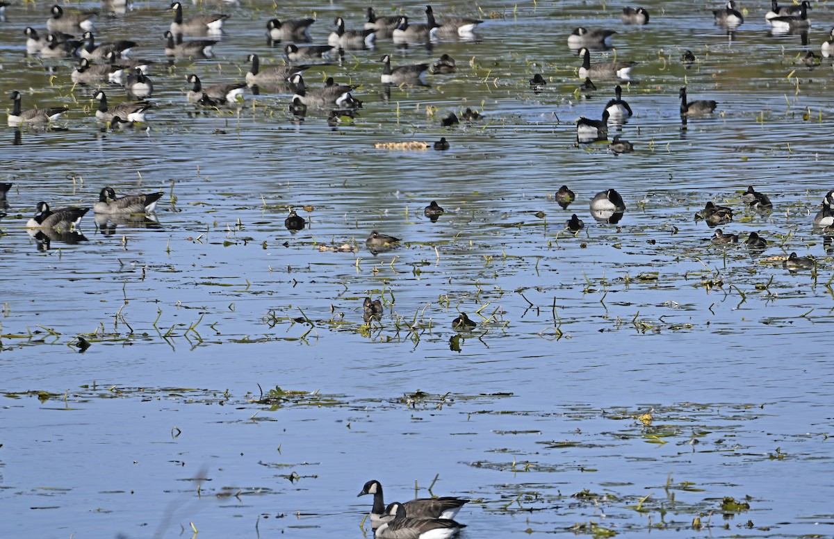 Ring-necked Duck - ML643303405