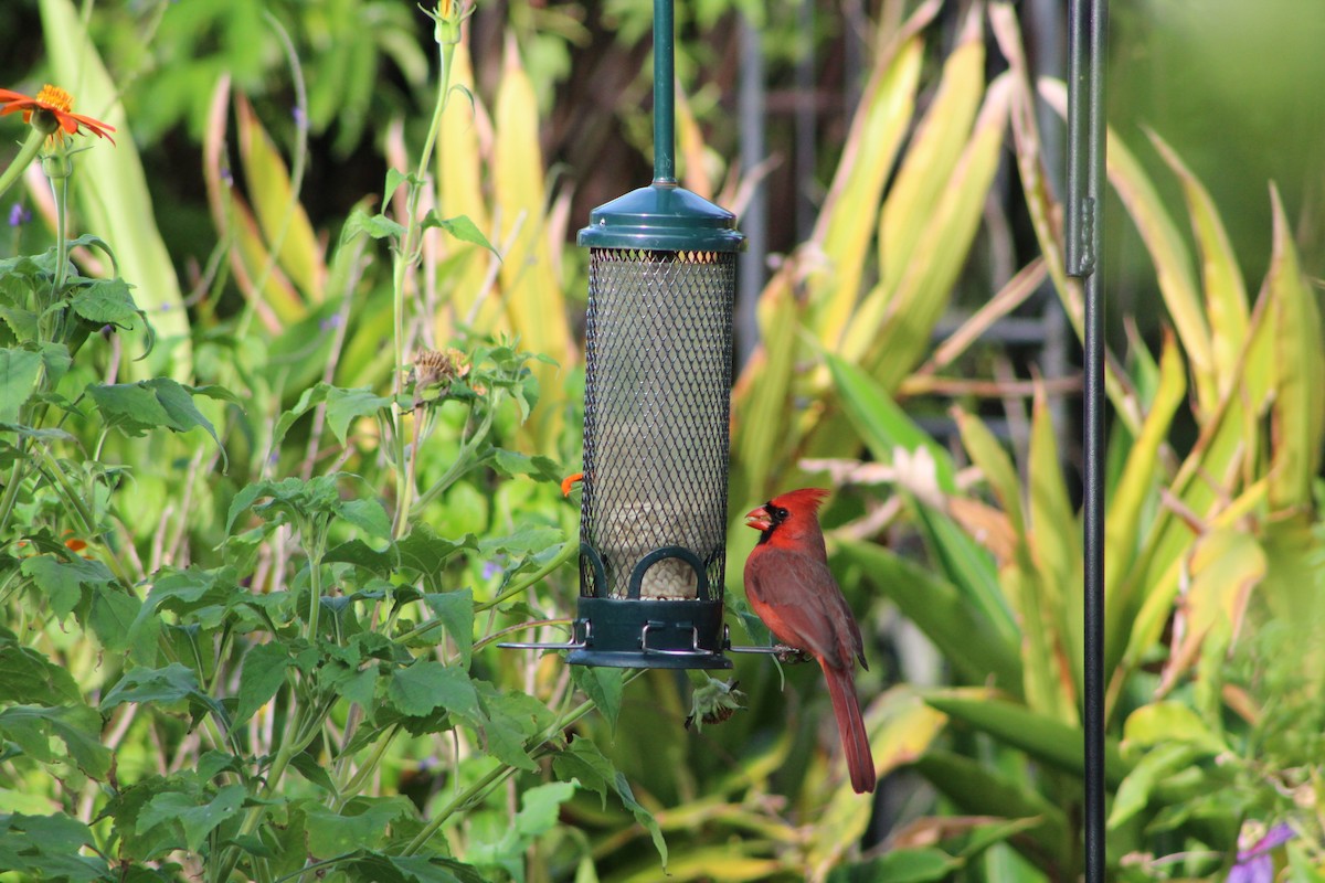 Northern Cardinal - ML643303448
