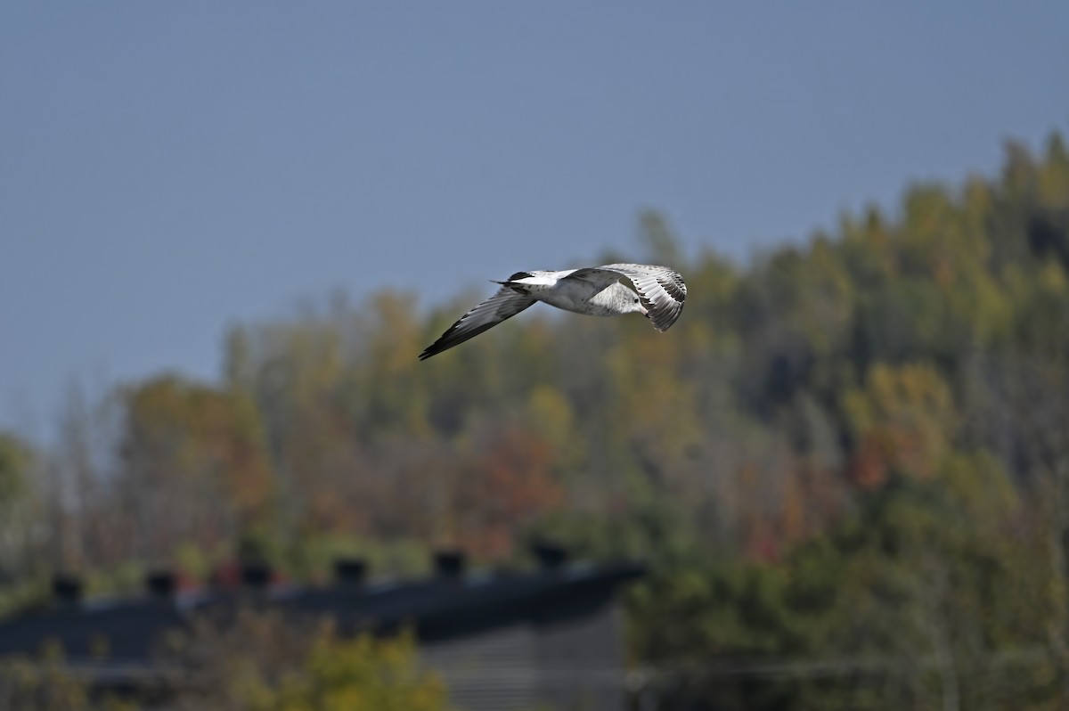 Ring-billed Gull - ML643303465