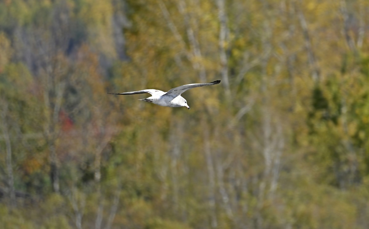 Ring-billed Gull - ML643303466