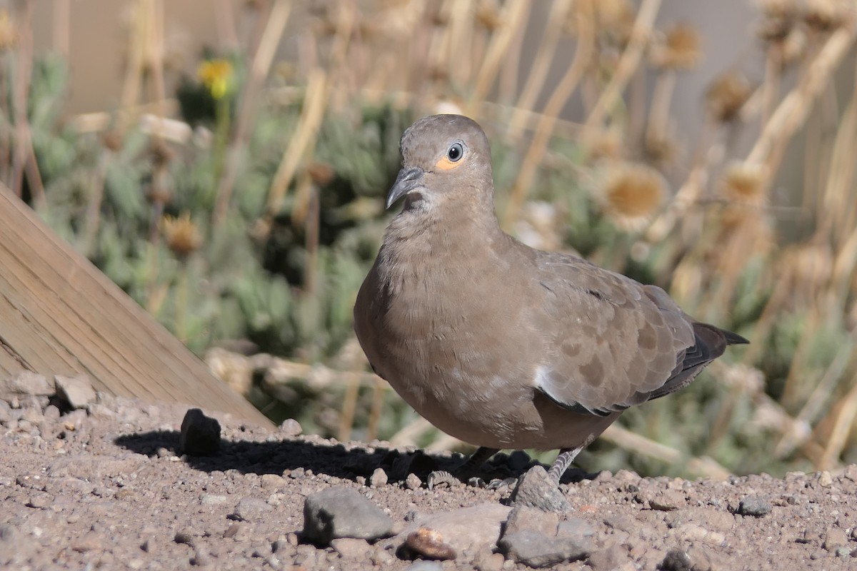 Black-winged Ground Dove - ML643303468