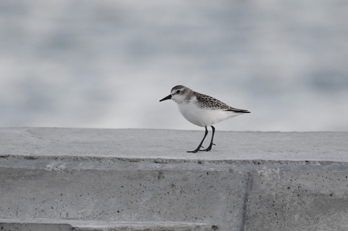 Semipalmated Sandpiper - ML643303474